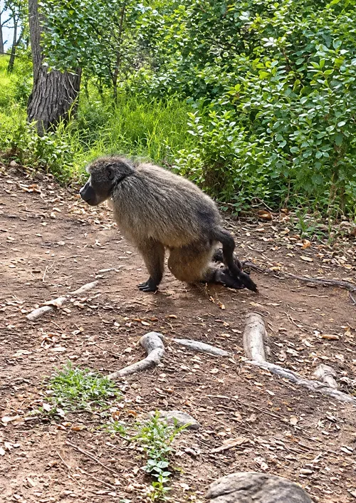 R5,000 reward after Cape baboon Fluffy is euthanised over pellet injuries