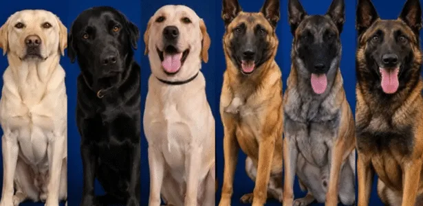 'Heróis': Cães do Exército colombiano auxiliam buscas após terremoto