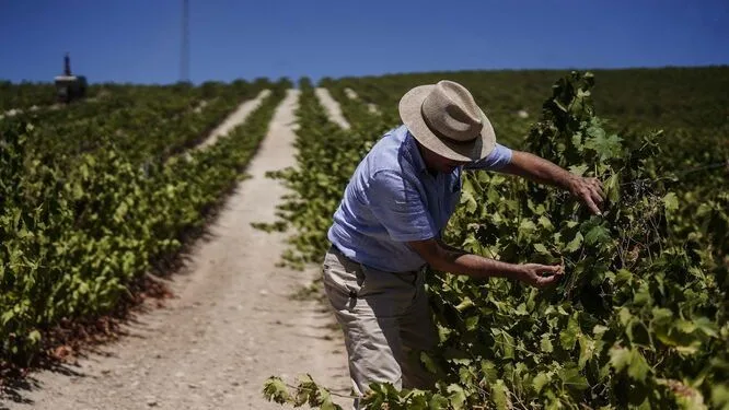 Entró en vigor: los agricultores tienen prohibido recoger de noche aceitunas para proteger a las aves en esta zona de España