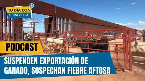 Suspenden exportación de ganado a EU, sospechan fiebre aftosa | TU DÍA CON EL UNIVERSAL 🗞️