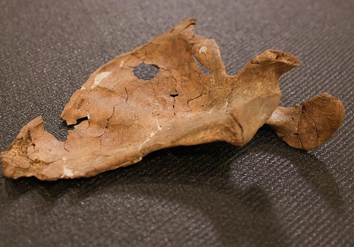 Tras la pista del asesinato de un neandertal, el primer humano ensartado por una lanza