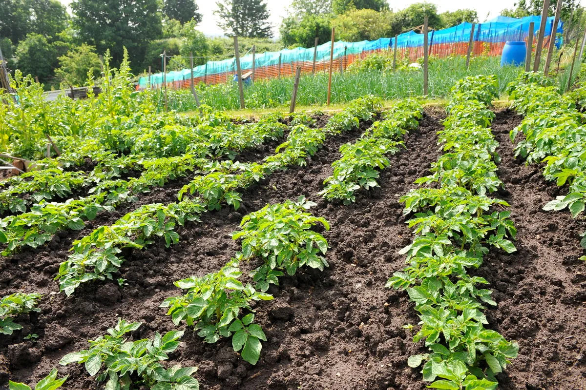 Researchers hail new approach to protecting potato crops from costly diseases