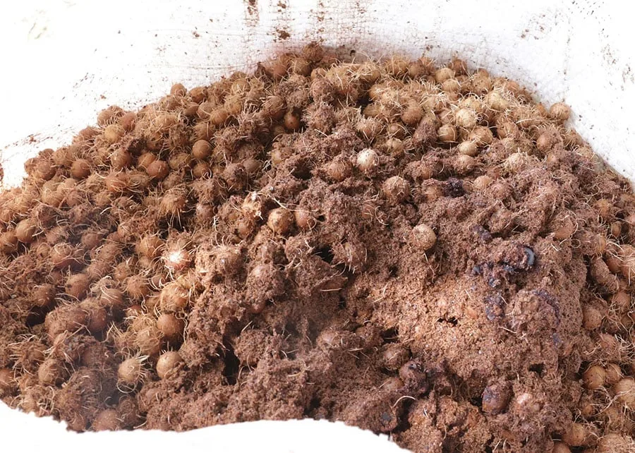 Você viu? Caroço de açaí vira nanofertilizante e eleva crescimento do sorgo em 164%