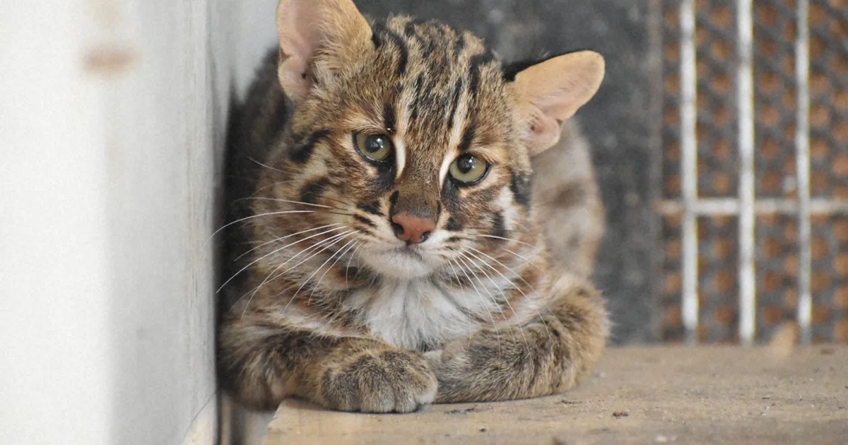 ツシマヤマネコ飼育30年 福岡市動物園がつなぐ命のバトン