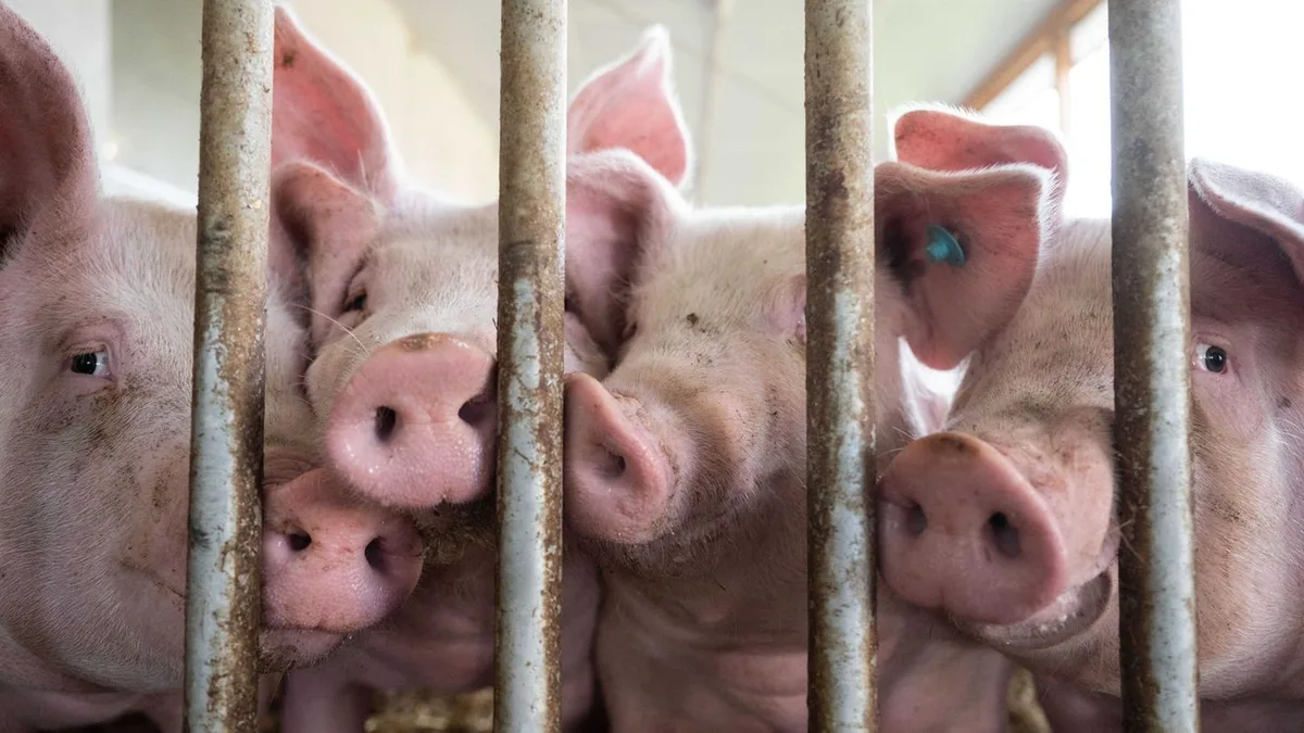Lebensmittel: Brüssel beanstandet deutsche Pläne für Tierhaltungslogo