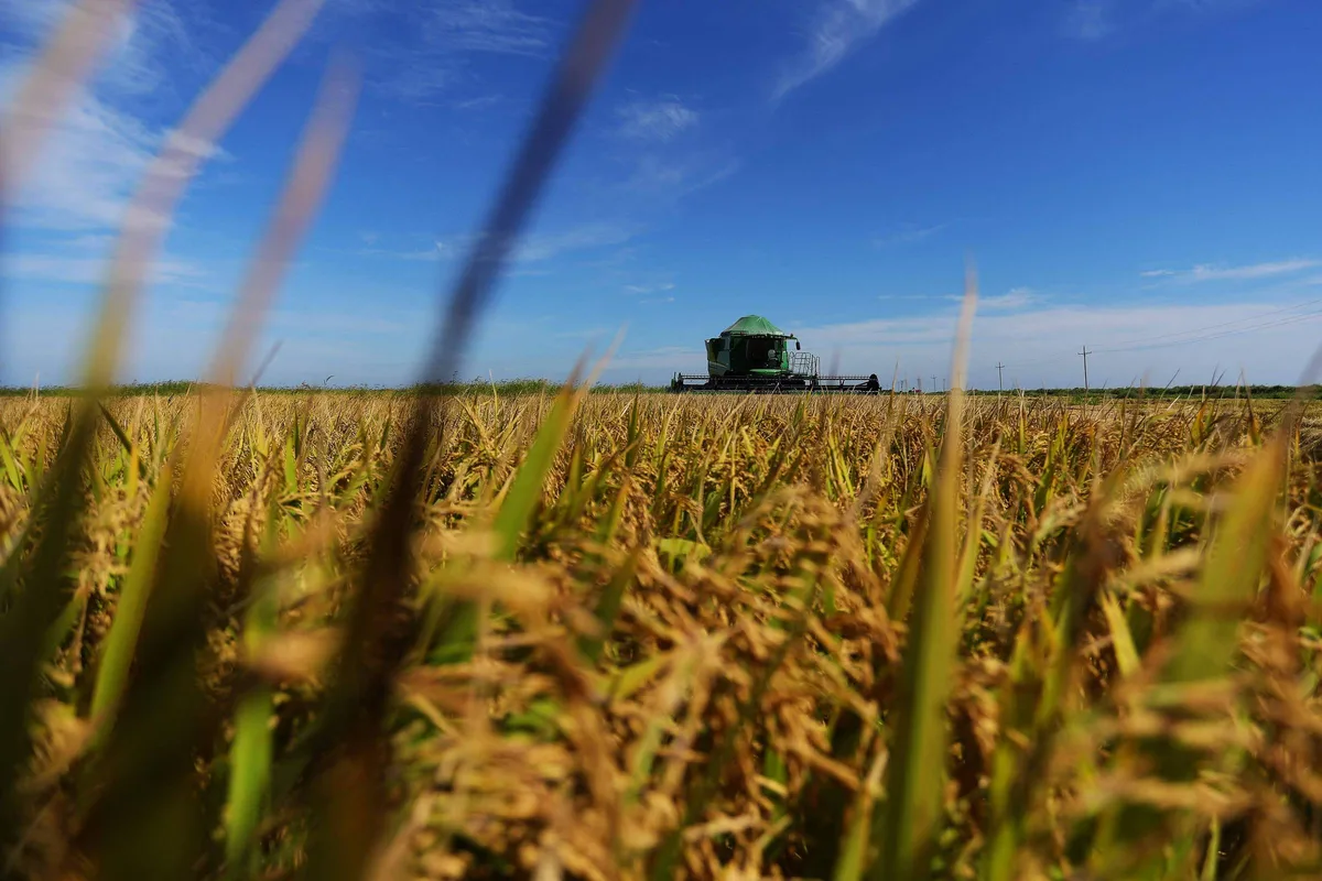 Arroz começa a subir no campo, enquanto feijão registra queda