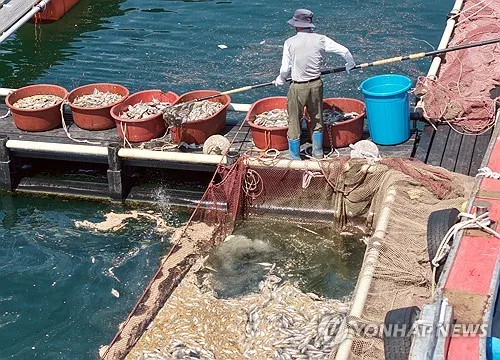 경남 남해안 고수온 누적폐사 303만마리…적조 주의보 신규 발령