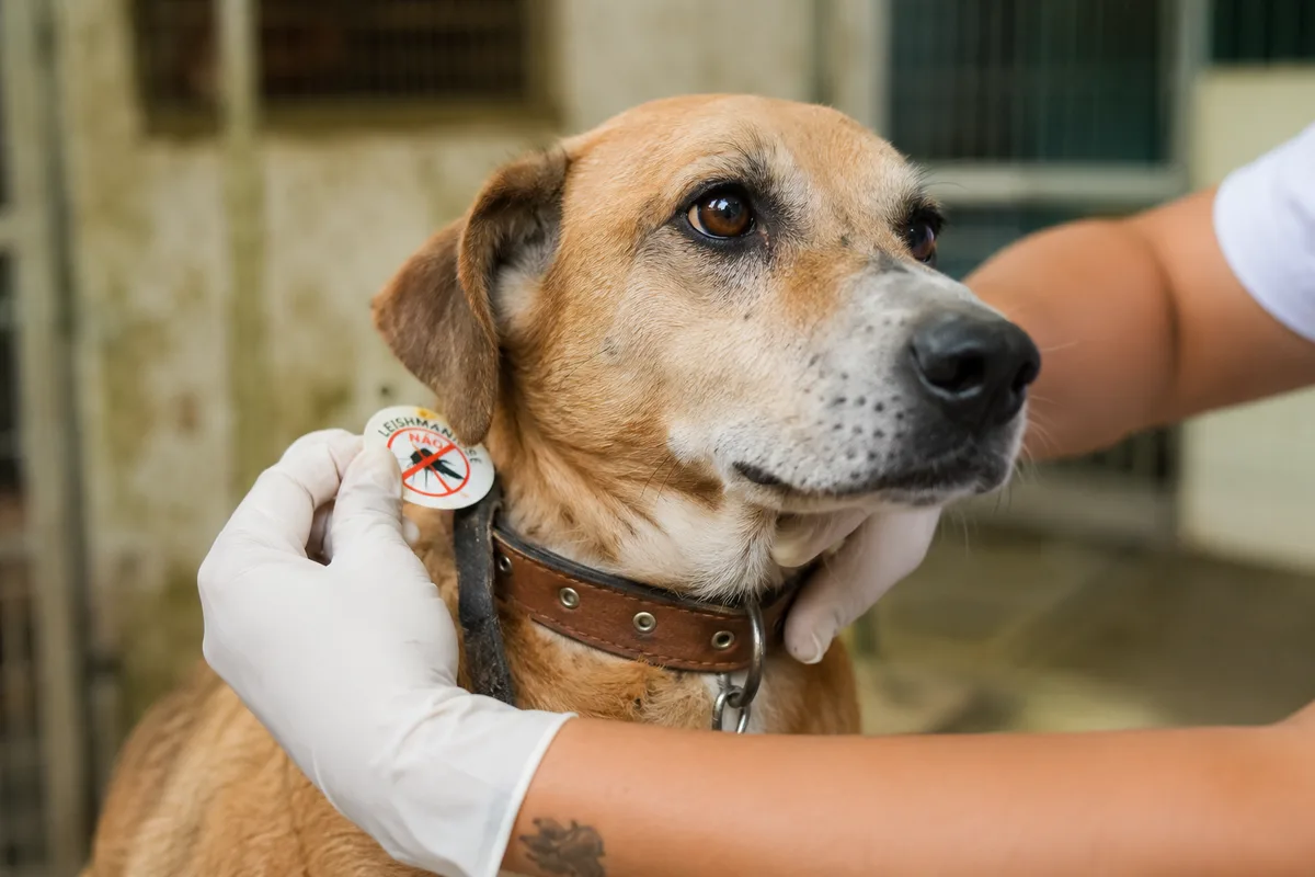 Cachorro não passa leishmaniose para humanos; entenda como ocorre