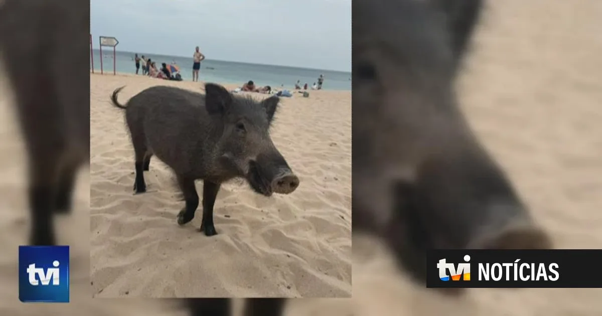 Invasão de javalis em Setúbal vai ser combatida com armadilhas