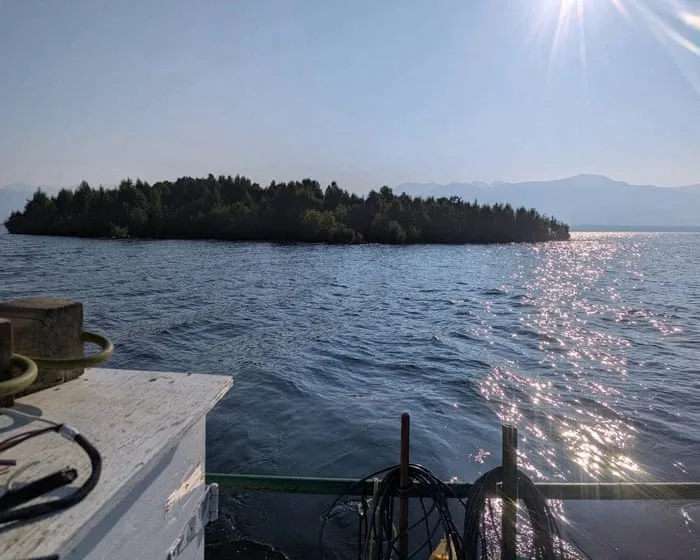 Peekaboo island: the floating forest confounding nature watchers in western Canada