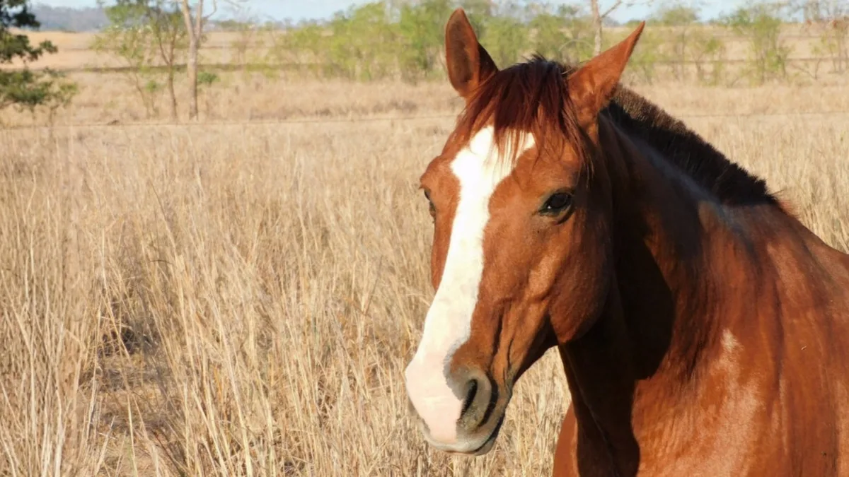 Cavalos voltam a ser reconhecidos como seres capazes de sentir emoções em SC; entenda