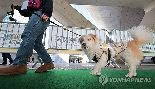 [반려동물] "시험 보고 인증서·할인카드 받는다"…'펫티켓' 사업 확대