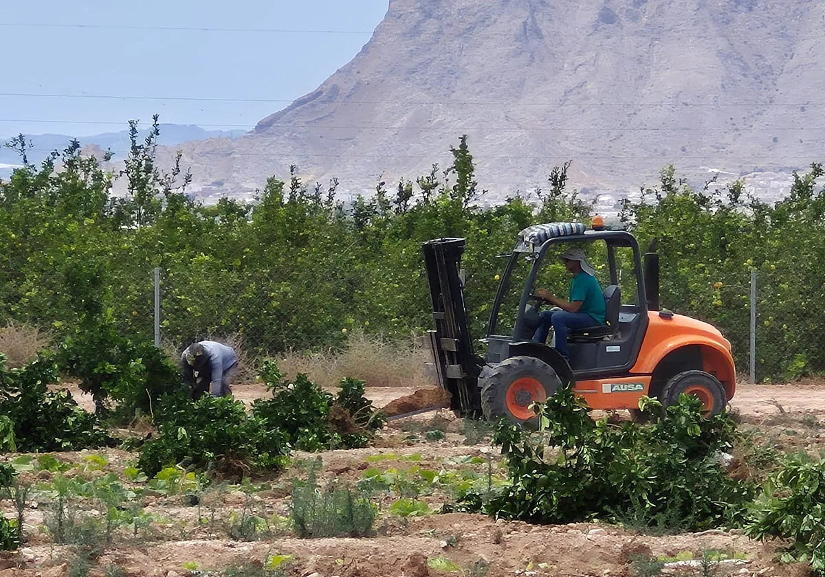 Reclaman al Gobierno un plan nacional por una plaga asiática y arranques masivos de cítricos