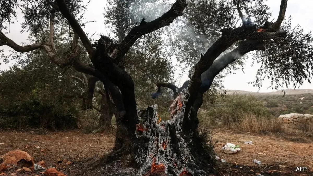 Israeli Settlers In West Bank Burn Trees, Throw Rocks During Olive Harvest