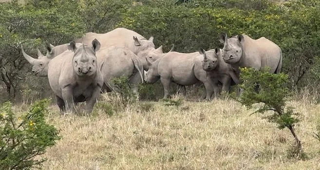 Two decades of tracking data unlocks new secrets to saving black rhinos