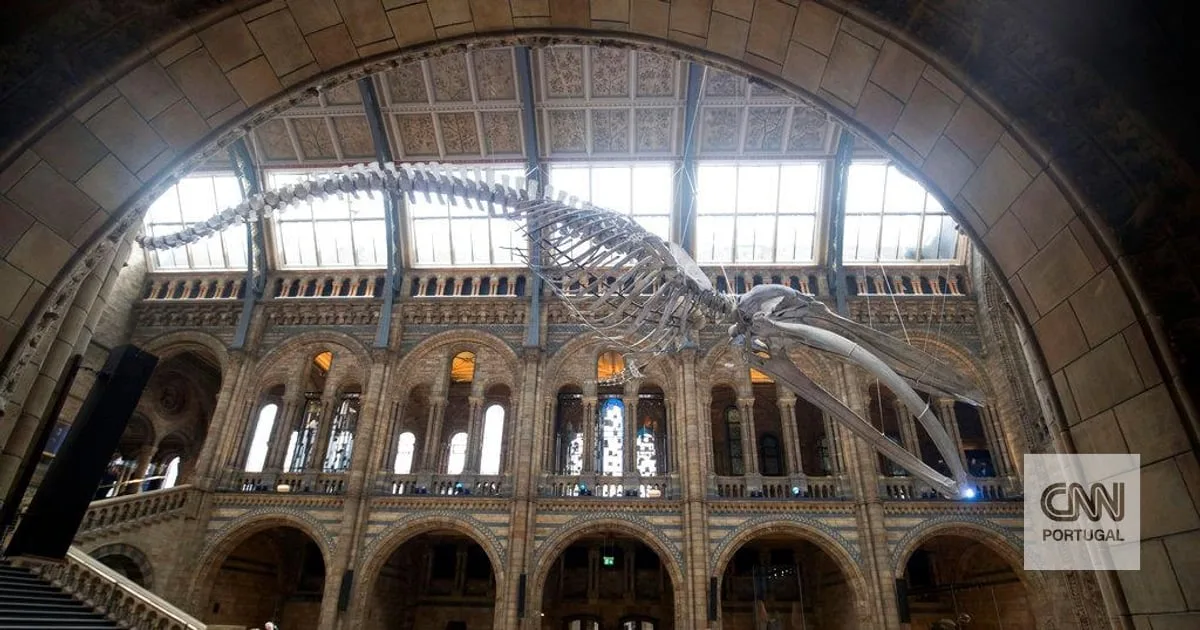 Museu de História Natural de Londres reabre galeria que se encontrava fechada ao público desde a II Guerra Mundial