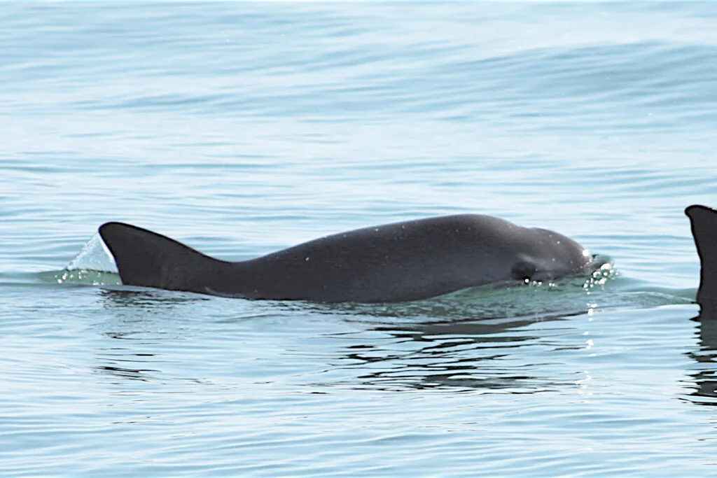 Quedan menos de 10 vaquitas marinas en todo el planeta y el T-MEC ya señala a un culpable: México