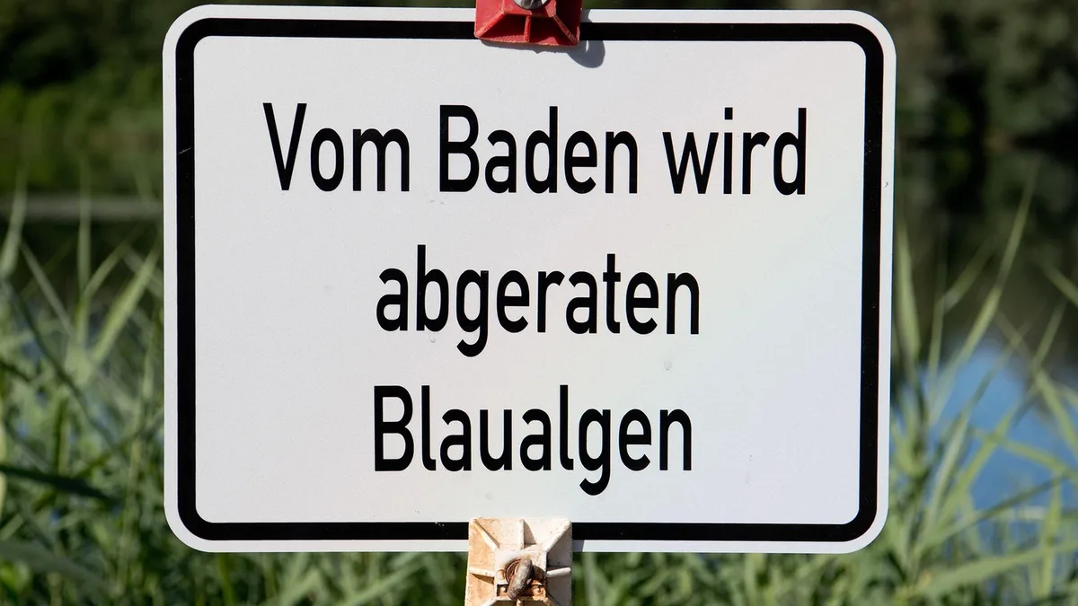 Norddeutschland: Behörden warnen Badende vor Blaualgen