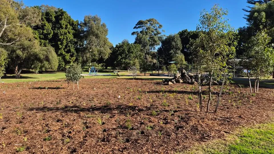Popular Mulder Park revegetated after tree-killing beetle ripped across Lake Claremont
