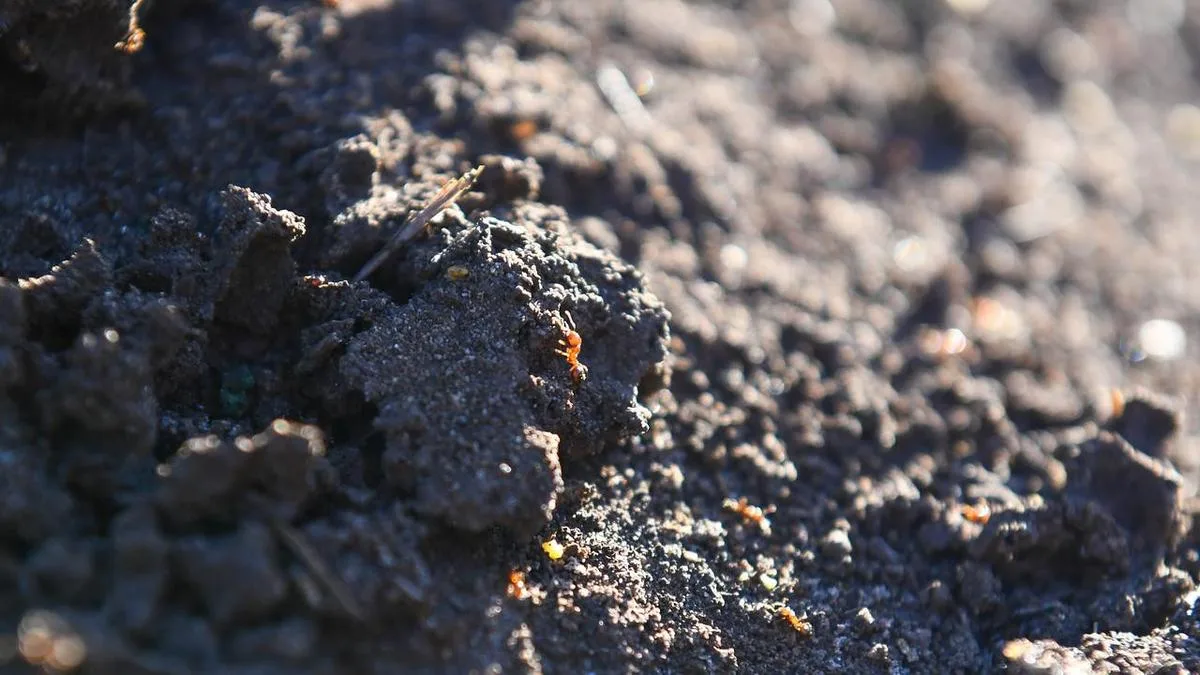 'Super pest' fire ant nest found in logistics warehouse