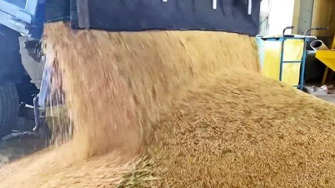 Recuperan planta de arroz para fortalecer la producción comunal del país