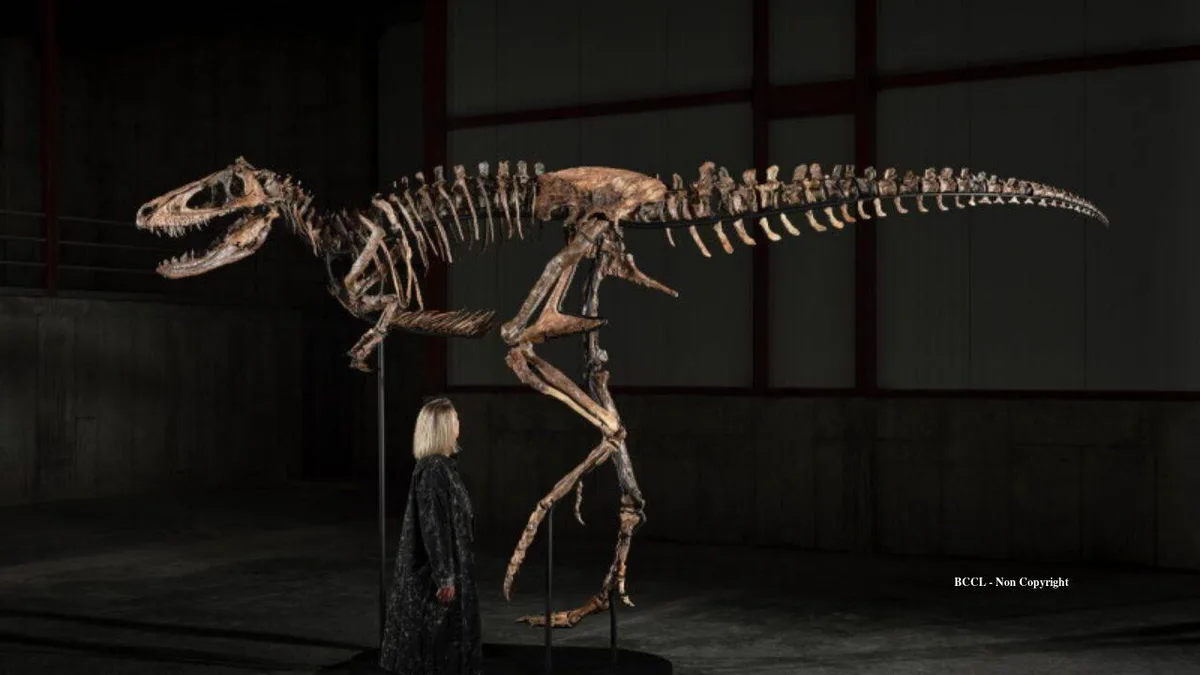 Montana rancher’s rare Nanotyrannus fossil goes on display ahead of $9M auction