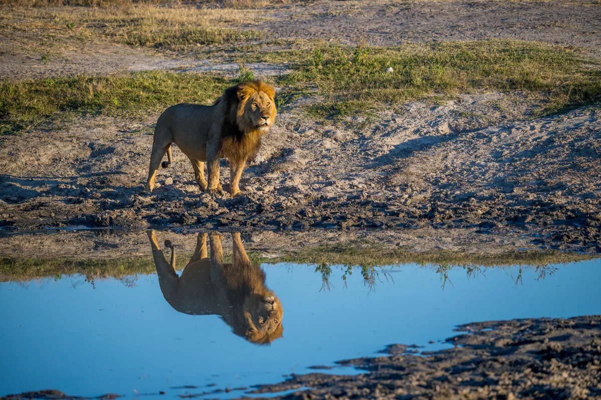 Esto es lo que nunca debes hacer si te encuentras cara a cara con un león