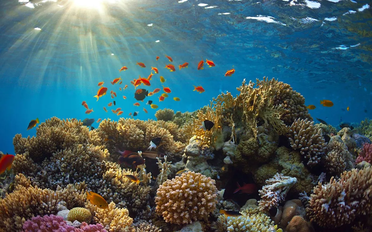 Un « super » El Niño se prépare : ce que les coraux des Galápagos révèlent sur son intensité