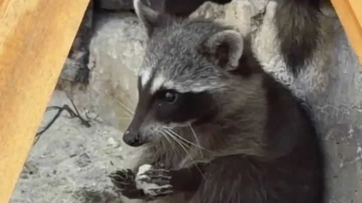 These tiny endangered raccoons make their own toys out of trash