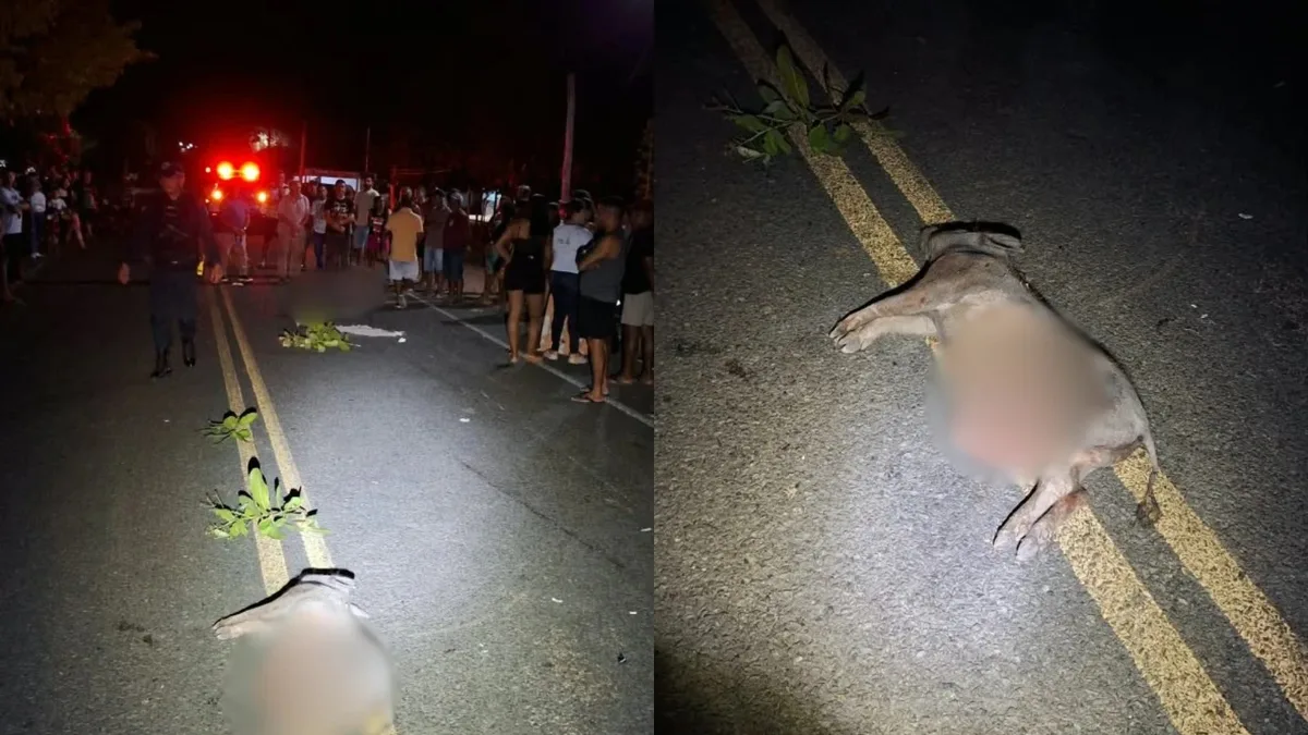 Homem morre após colidir com porco e ser arremessado de moto no PI; filho fica ferido