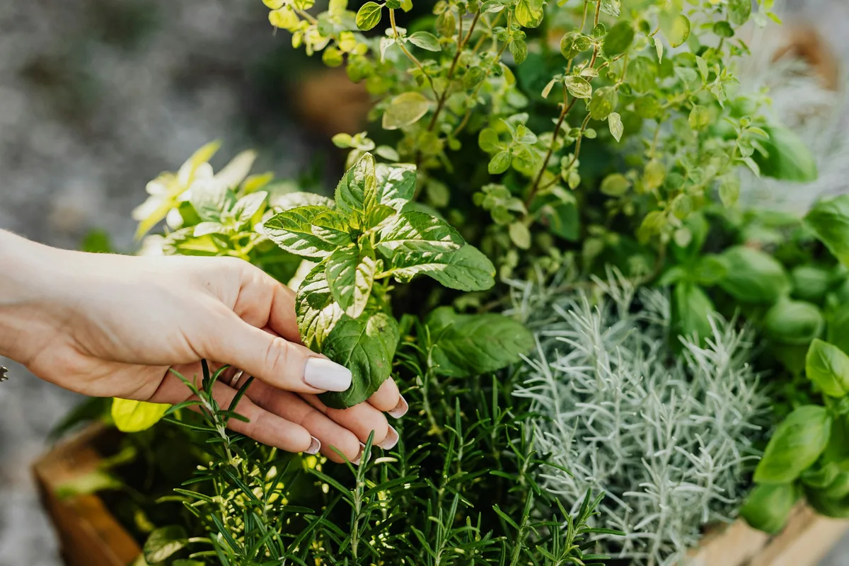 Por que ainda é tão difícil para o Brasil transformar suas plantas medicinais em produtos farmacêuticos