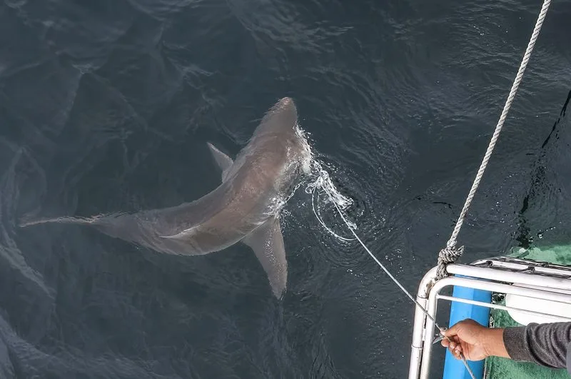 WELCOME BACK: Great white shark spotted in False Bay after eight-year absence