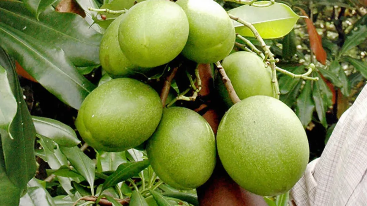 Kerala’s ‘suicide tree’: How a poisonous fruit became a forensic mystery