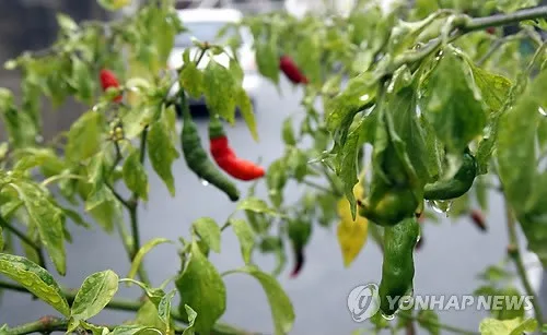 충북 대체로 흐리고 소나기…낮 기온 28∼30도
