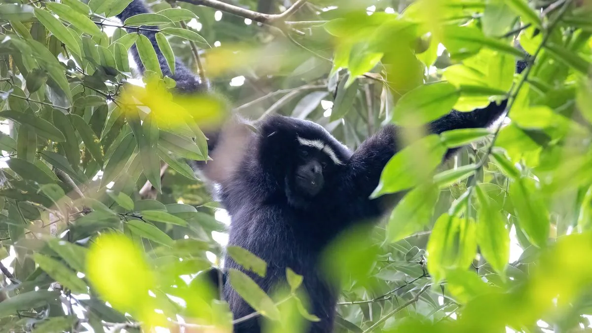 Building bridges for India’s wildlife