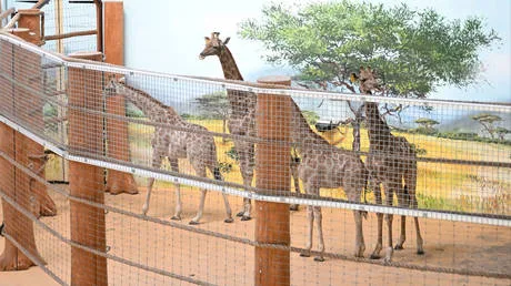 Eight Namibian giraffes arrive in Russia (VIDEOS)
