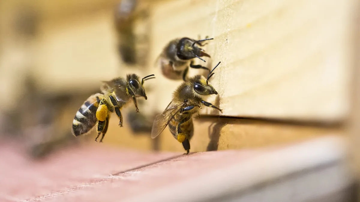 Schwänzeltanz: Selbstsichere Bienen tanzen ausgelassener