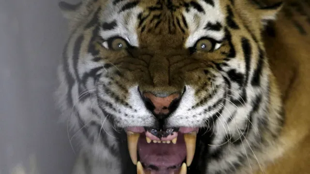 Homem sofre "ferimentos graves" após invadir recinto dos tigres em zoo
