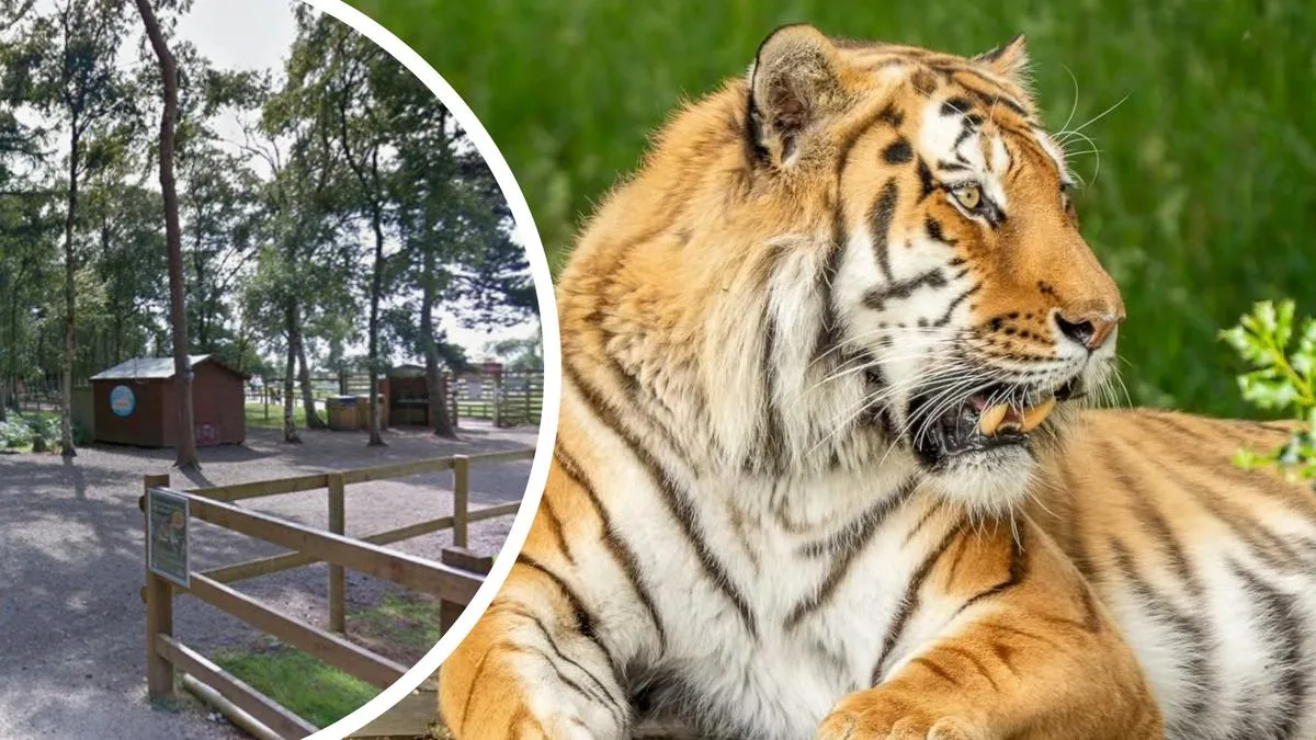 UK tiger mauling: Harrowing details emerge after man killed in tiger enclosure at Yorkshire Wildlife Park