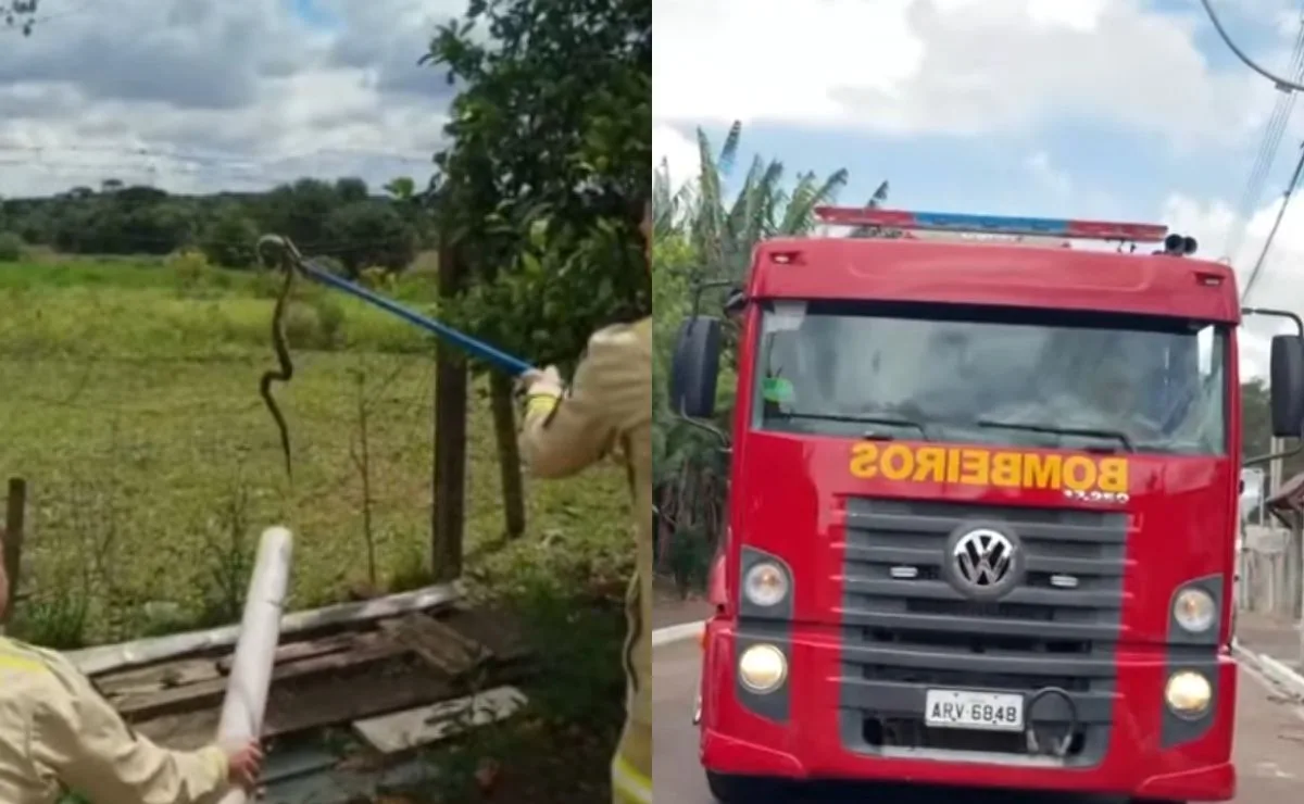 Morador encontra cobra jararaca durante limpeza de quintal na Grande Curitiba: “Susto muito grande”; vídeo
