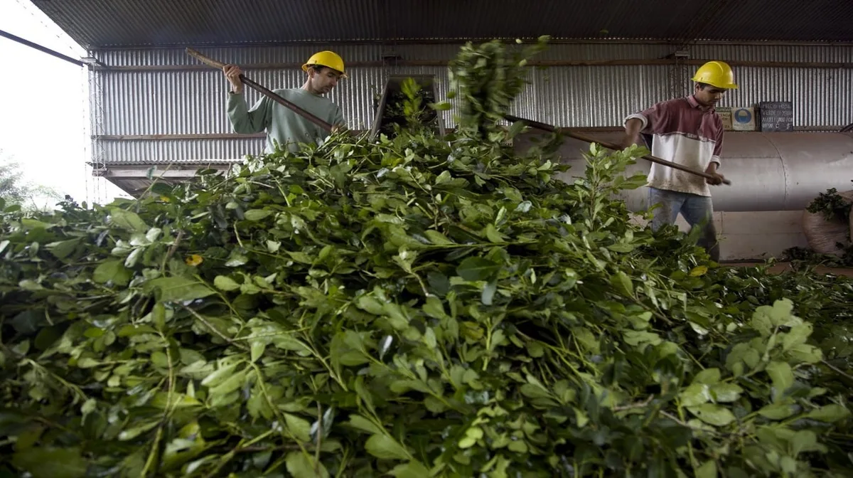 Los productores de yerba de Misiones piden declarar la emergencia del sector y preparan una movilización con tractores