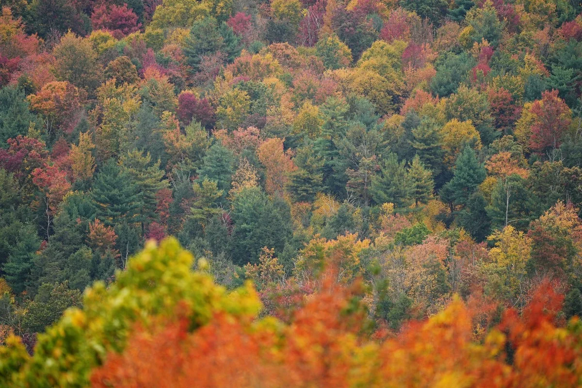 New England is having an 'elite' fall foliage year but there's 'majestic' views elsewhere too
