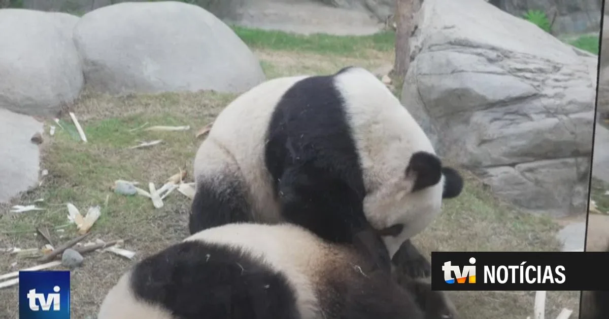 Há apenas 1.800 pandas-gigantes no mundo. Um deles nasceu nos últimos dias