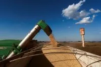 Cerveja de sorgo abre caminho para novos usos do grão no Brasil