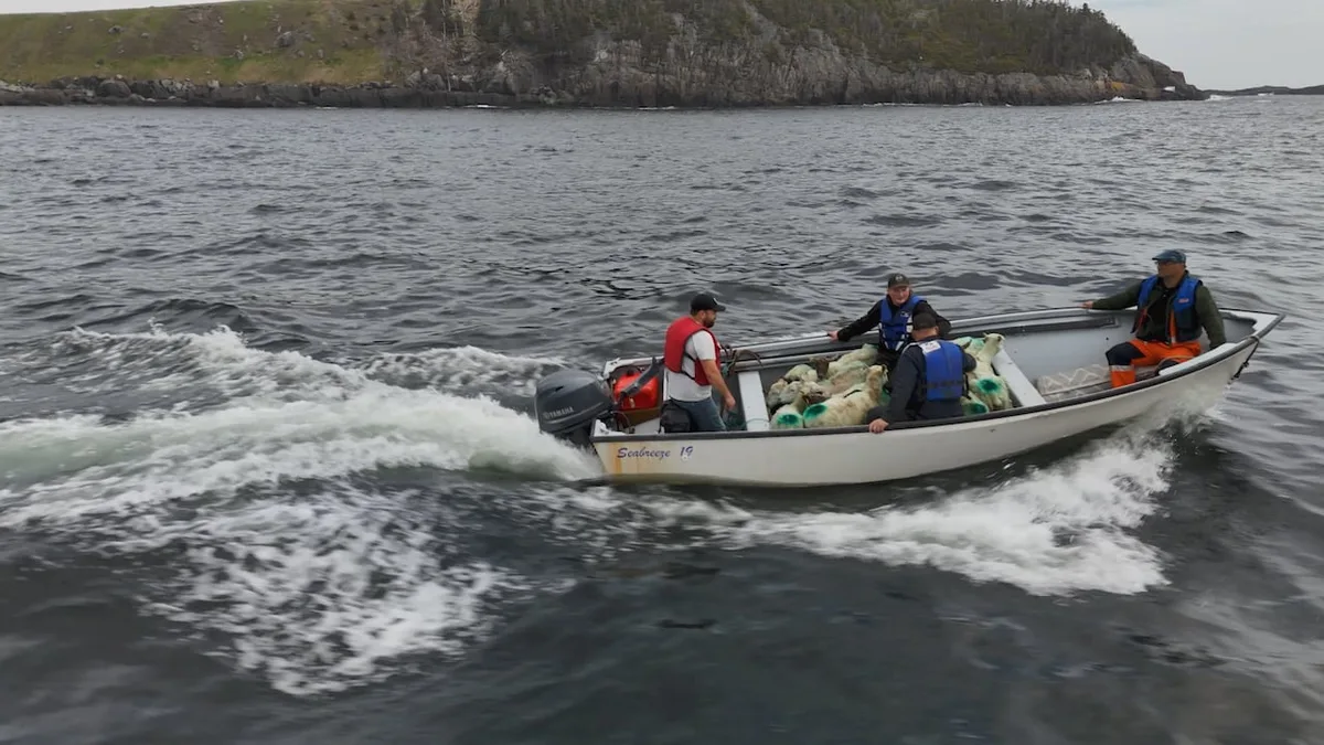Changing demographics in N.L. are driving demand for local lamb