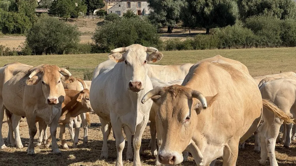 Les leçons d'un été brûlant: pourquoi la sécheresse de 2026 est-elle vraiment historique? (2/4)