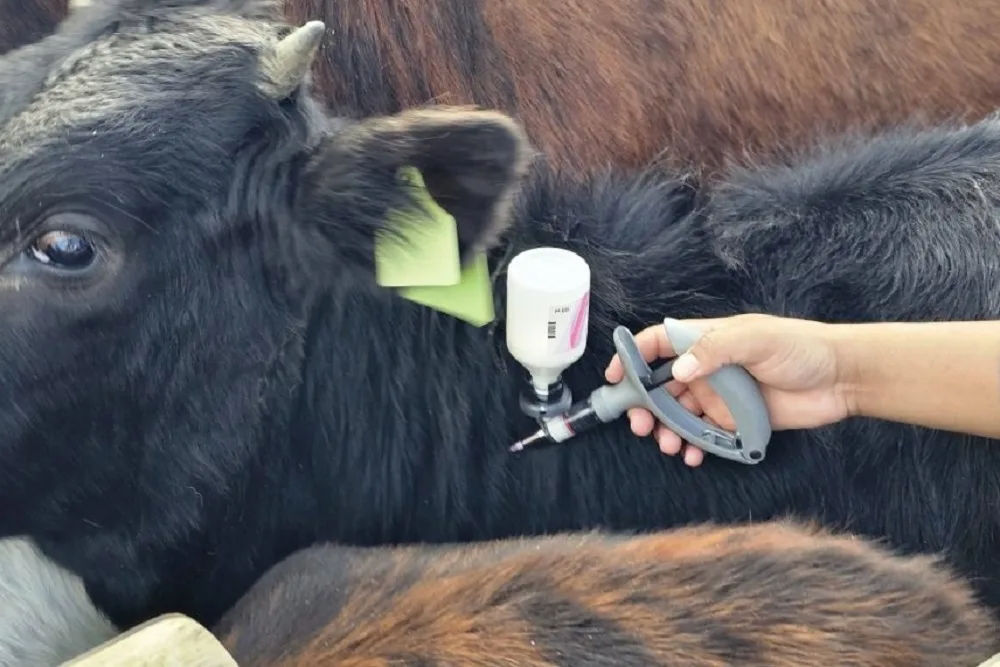 Free State records two new foot-and-mouth disease cases