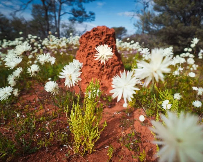 Blankets of colour: Western Australia’s wildflower season bursts to life – in pictures