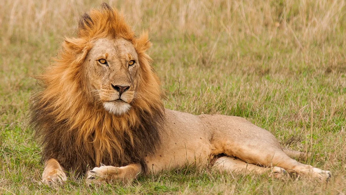 Los científicos coinciden: España estuvo habitada por leones de hasta 360 kilos pero hace miles de años