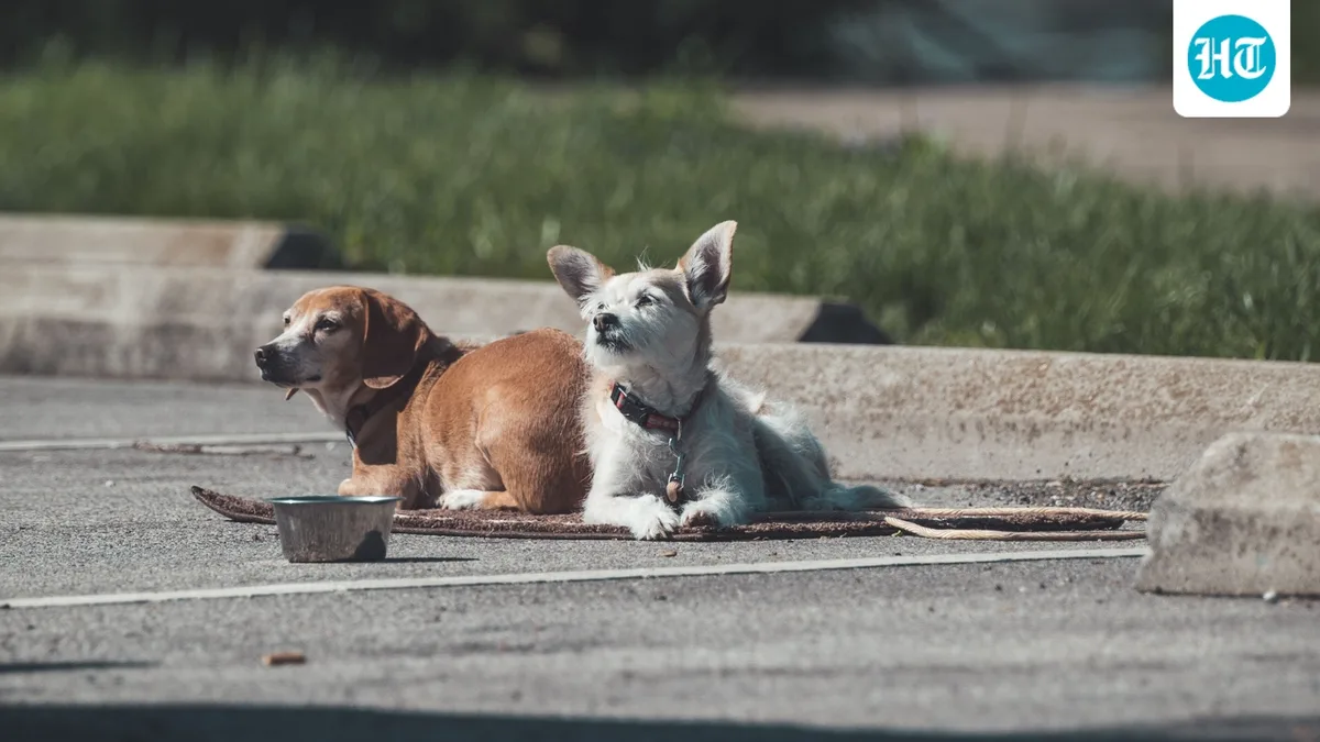 Washington Park horror: Several dogs attack and kill Illinois man as witness recalls scene, ‘Heard the man screaming…’